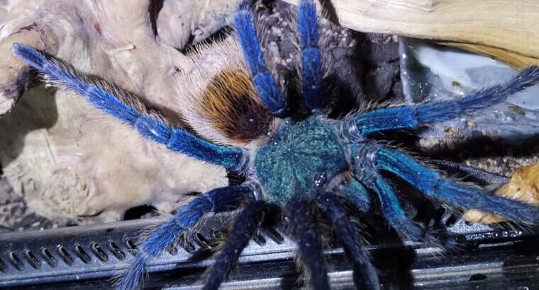 Chromatopelma cyaneopubescens