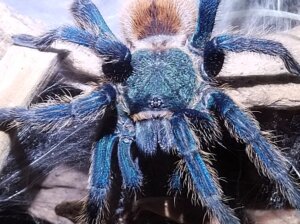 Chromatopelma cyaneopubescens
