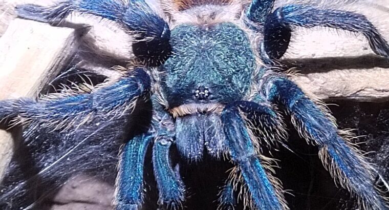 Chromatopelma cyaneopubescens