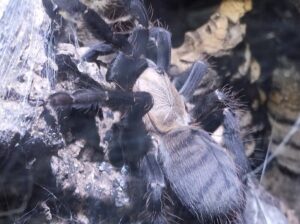 Brachypelma hamorii